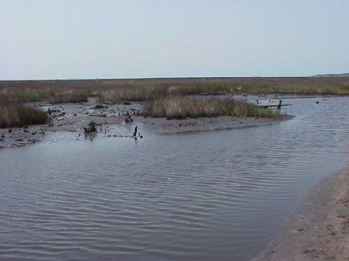 Salt marsh developing | NCpedia
