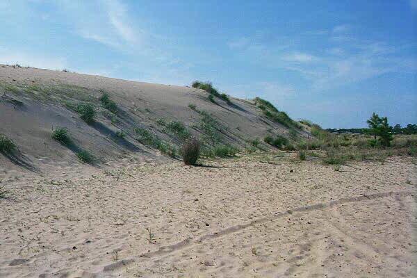 How vegetation affects growth and migration-Run Hill Dune | NCpedia