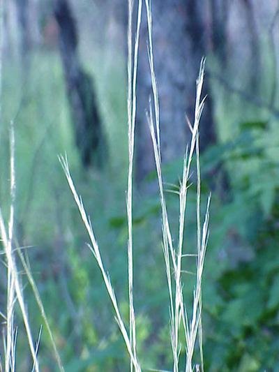 Wire grass plants | NCpedia