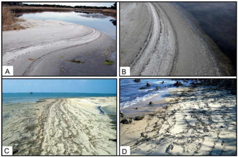 Photographs of different shore zones