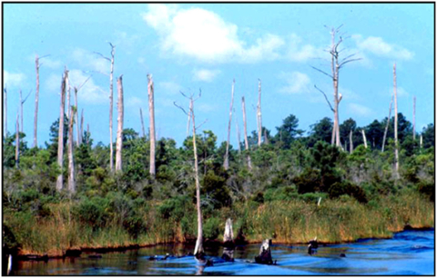 Photograph of shoreline transition zone