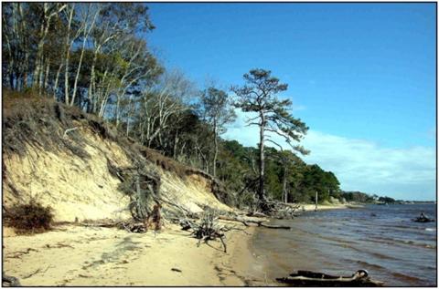 A high sediment-bank shoreline in Nags Head Woods