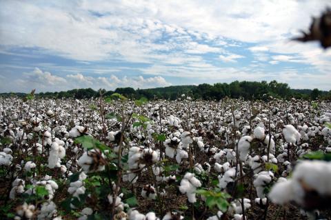 Cotton clouds