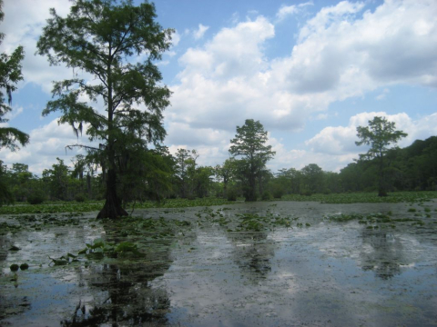 Merchants Millpond State Park