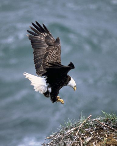 Bald eagle