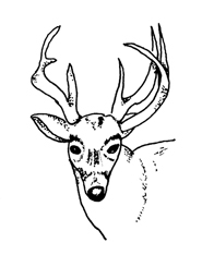 White-tailed deer