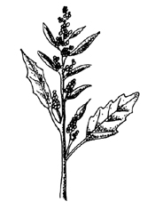 Goosefoot