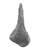 Chipped-stone drill from Stanly County, NC