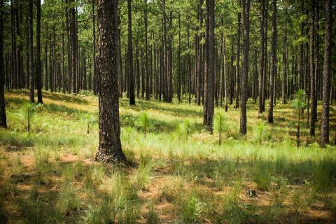 Longleaf pine savanna