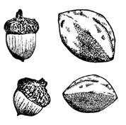 Acorns and hickory nuts