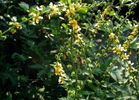 Agrimony