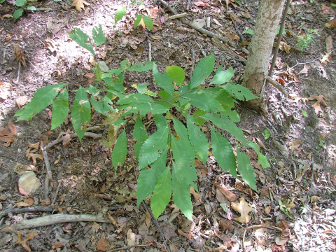 American Chestnut sapling