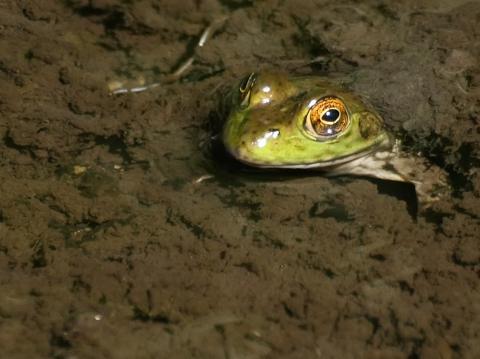 American bullfrog