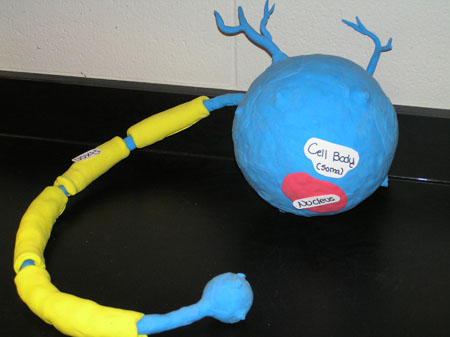 Model of a cell body