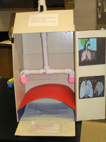 Respiratory system model