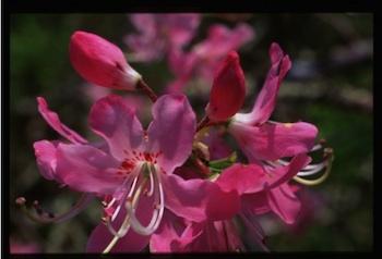 Azalea Blossoms