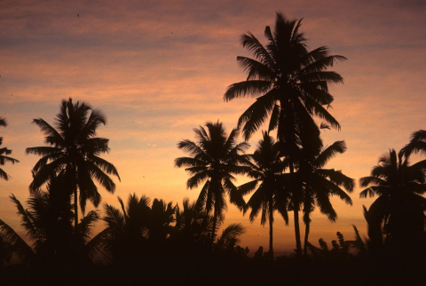 Silhouettes of coconut trees at sunset in Bali