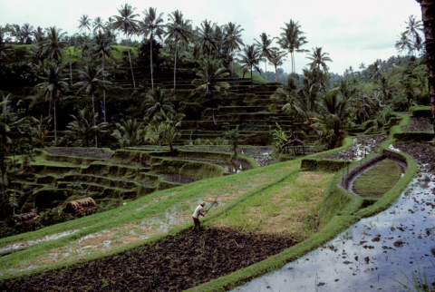 Balinese man hoeing terraced wet-rice field