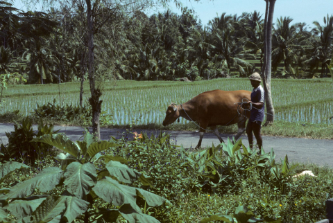 Balinese man walks with cow on path through wet-rice fields