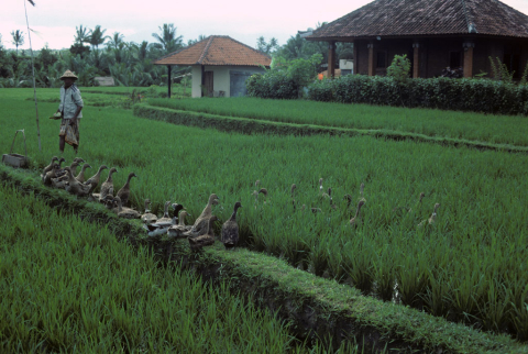 Balinese farmer herds ducks into rice fields at dawn