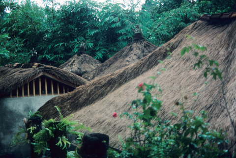 Several thached roofs are visible in front of a bamboo thicket