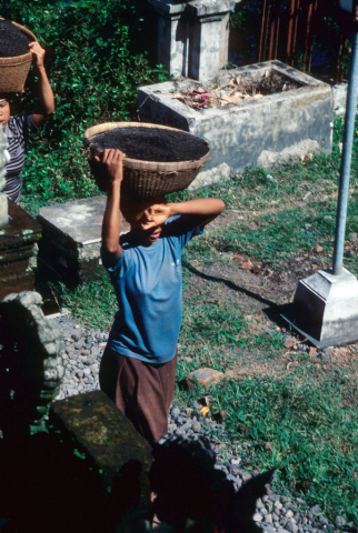 Two Balinese women walking with baskets of soil on their heads