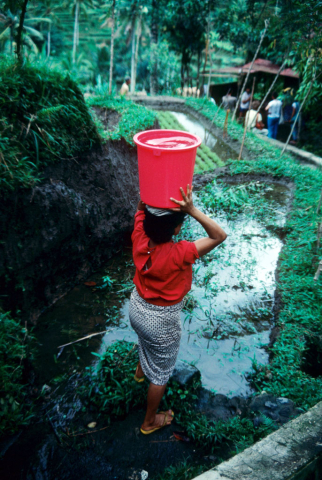 Balinese woman balances red pail of water on head above rice terrace