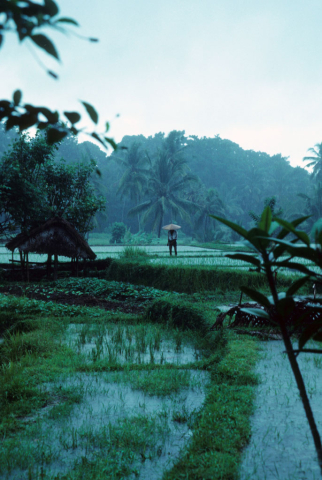 Farmer in his field