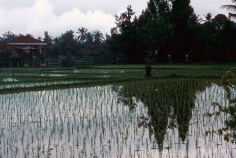 Rice field in rain 