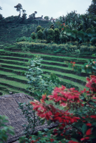 Balinese rice terraces, thatched roof, and red flowers