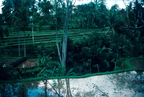 Rice fields 