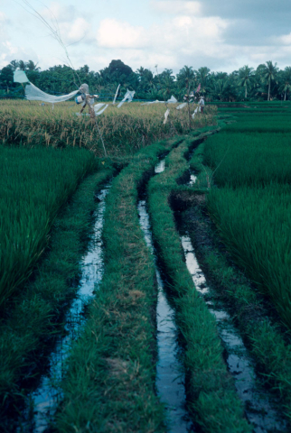 Three irrigation canals pass through rice fields in different stages of growth