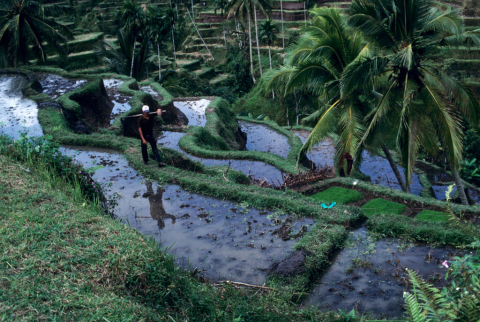 Balinese farmer with hoe stands on dike, reflected in water of curved rice terraces