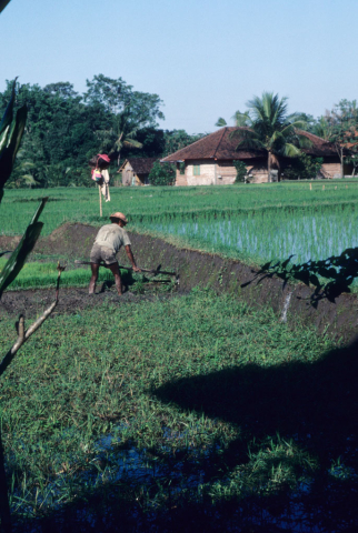 Balinese man lets irrigation water into rice field as he begins to prepare soil