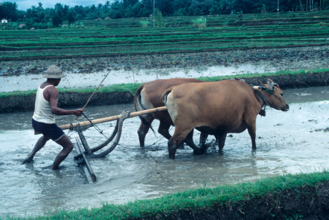 Balinese farmer plows flooded rice field with team of two cows