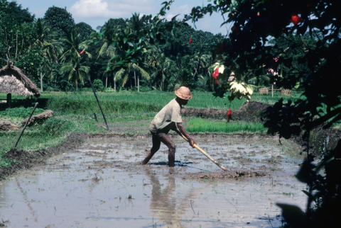 Rice farmer levels wet soil with hand tool before planting