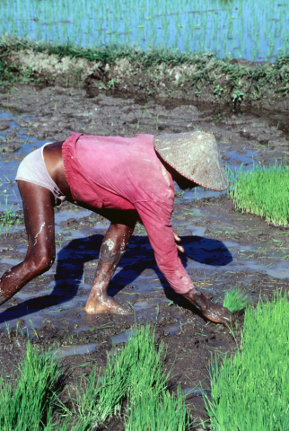 Farmer in pink jacket, shorts, and conical hat picks rice seedlings to transplant