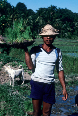 Man carries basket filled with rice seedlings