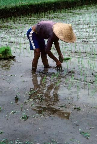 Transplant rice, Bali