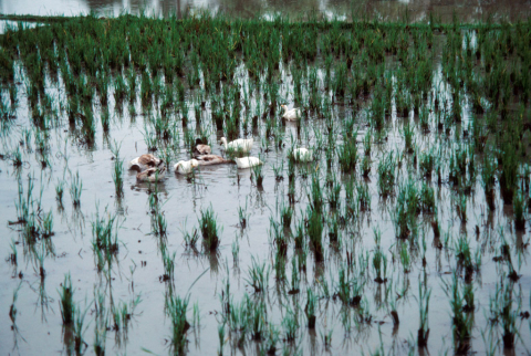 Nine ducks swim in newly transplanted wet-rice field