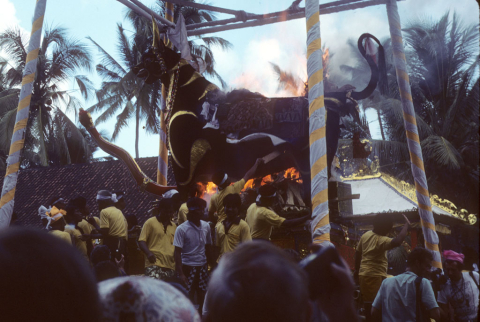 Bali big bull burning July 23, 1986