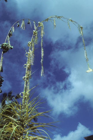 Two tall bamboo pole offerings