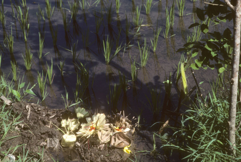 Flower and leaf offerings placed on ground to bless newly transplanted rice shoots