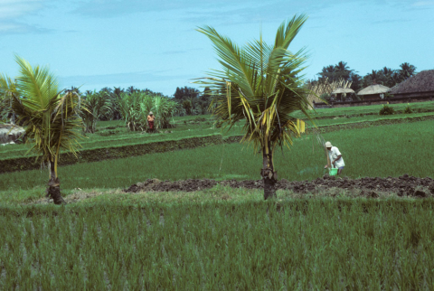 Farmer in rice field applies nitrogen fertilizer carried in a green pail