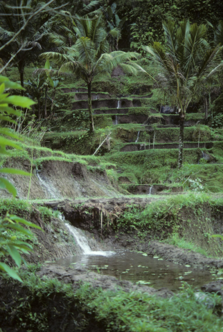 Rice field terraces showing water being released downhill