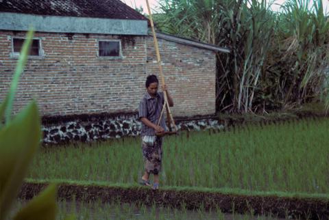 Woman with pole trap catches snails in wet-rice field