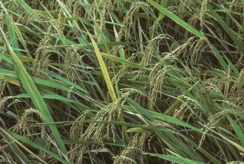 Ripe rice plants growing in fields just before harvest