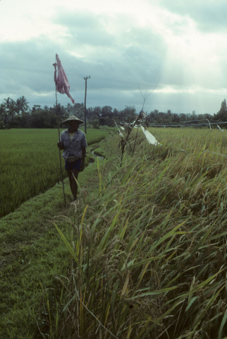 Ripe rice, Bali