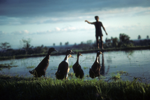 Five ducks by an irrigation canal are called home for the night