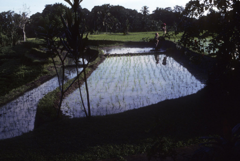 Two transplanted wet-rice terraces finished by farmer in one day